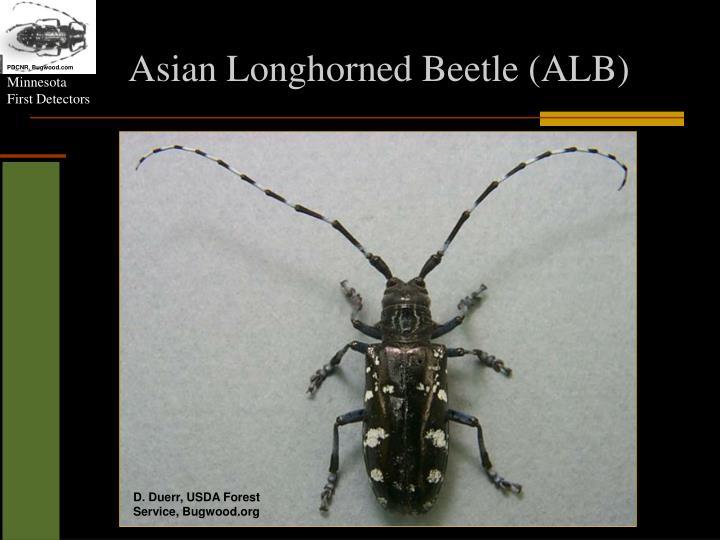 best of Ladybugs in sited first Asian indiana