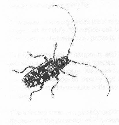 best of Control Asian longhorned beetle and