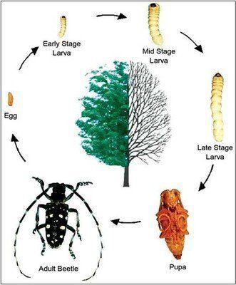 best of Longhorned sawyer Asian pine beetle or