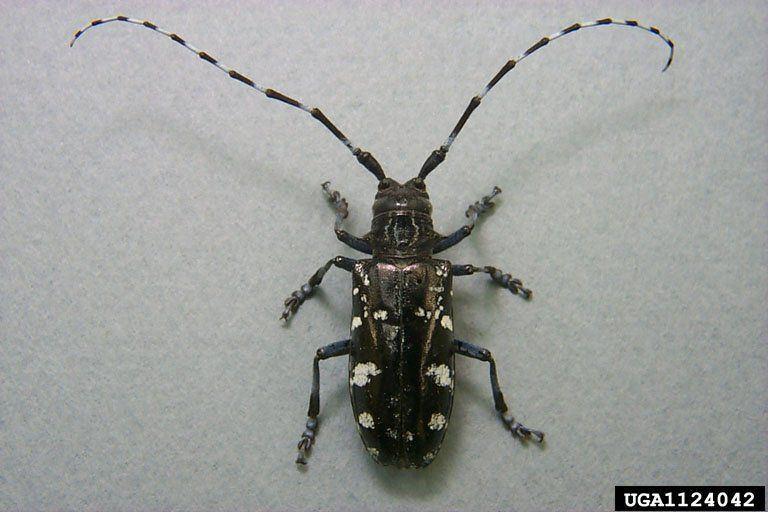 Blueberry reccomend Asian longhorned beetle or pine sawyer