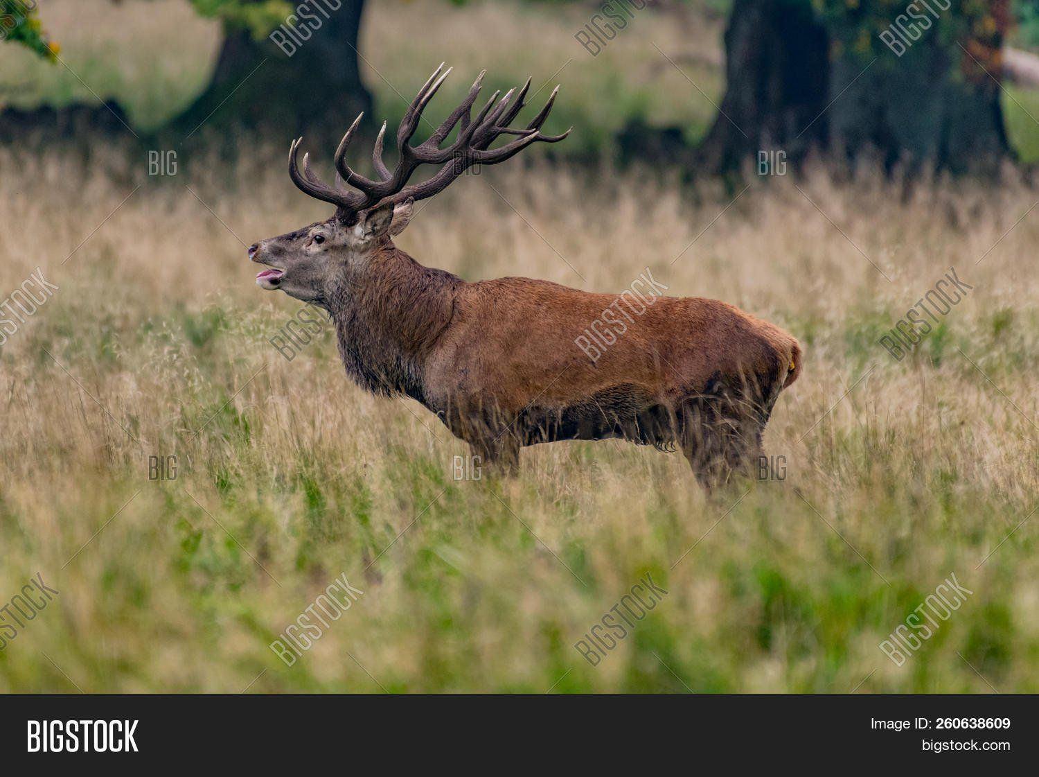 Boomer reccomend Mature male european red deer