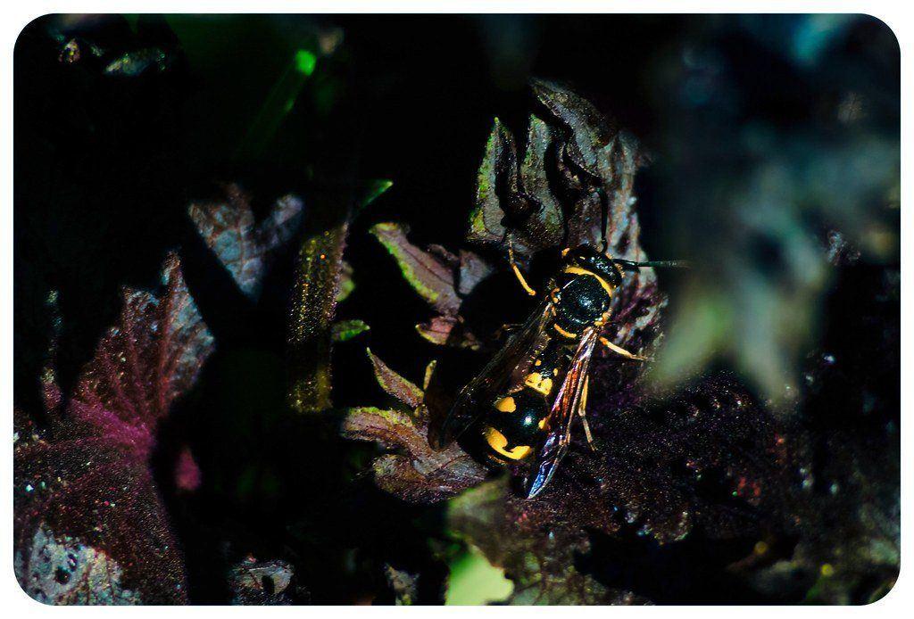 Asian paper wasp