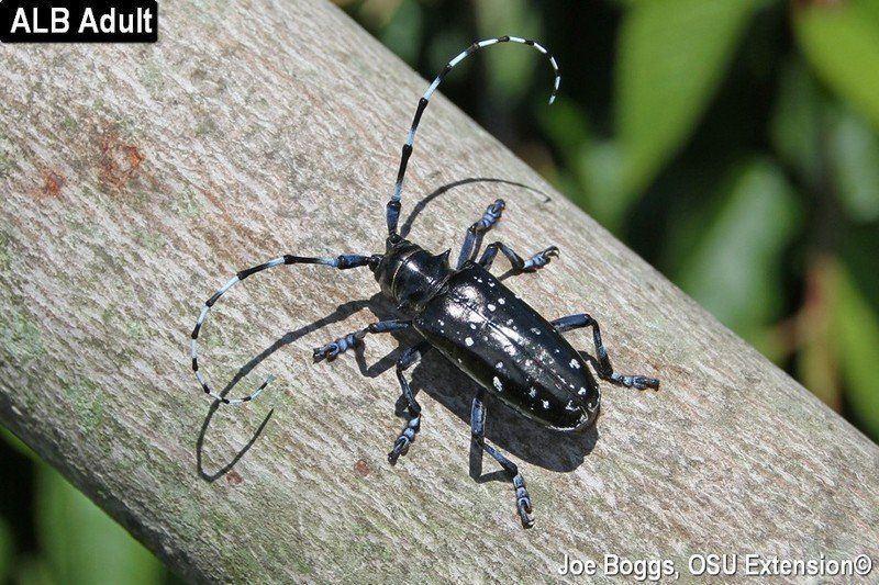 Asian longhorned beetle and control