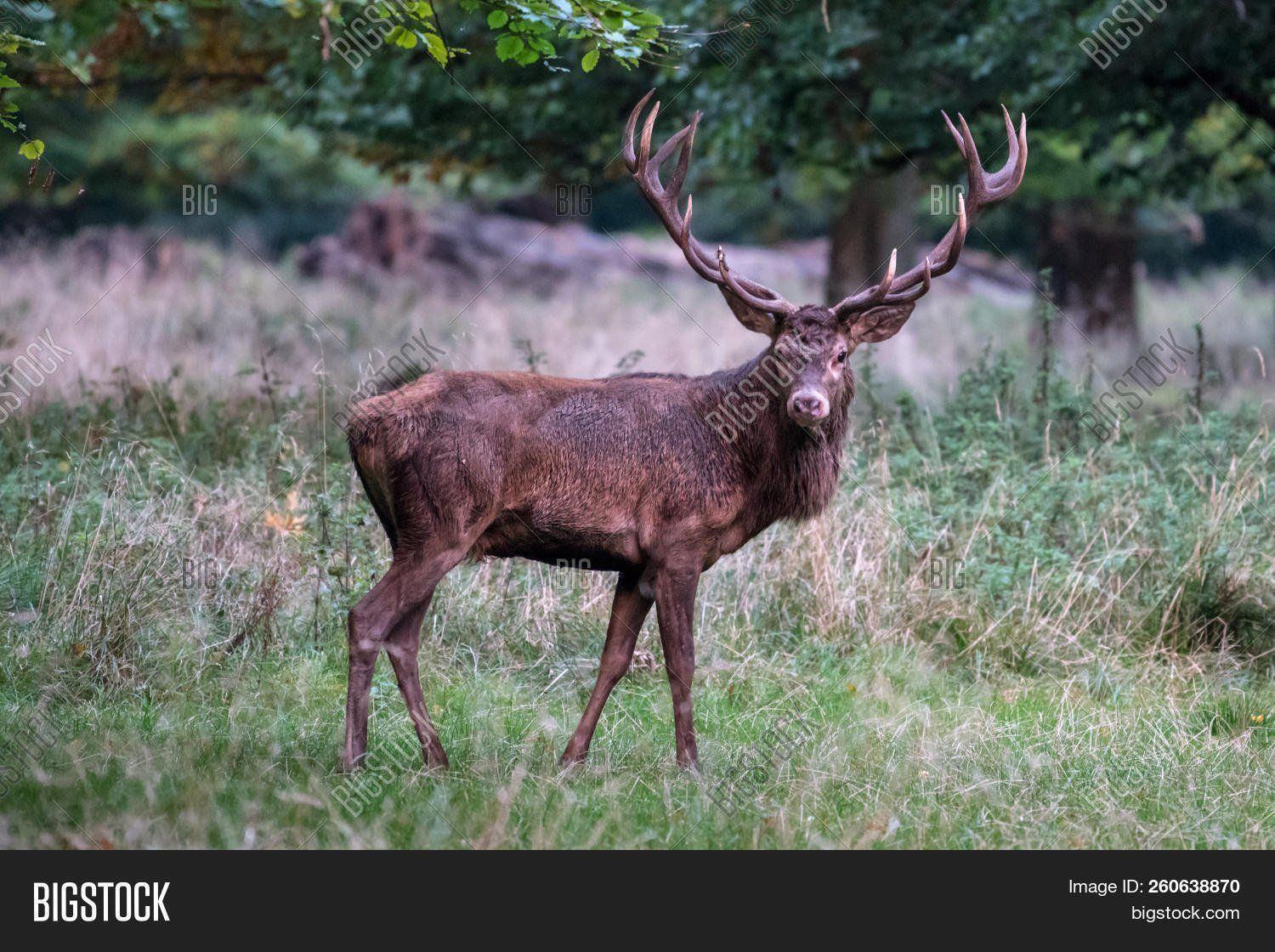 Mature male european red deer